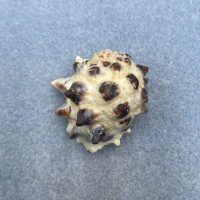 #2 Drupa morum 35.7mm F+ W/O Hard-Rock Reef, Kwajalein, MI