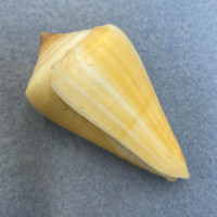#10 Conus quercinus 56.3mm F++ Okinawa, Japan, By Dive 10' In Sand