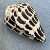 #4 Conus ebraeus 39.5mm F+ (Rough Lip) Cavite, Philippines