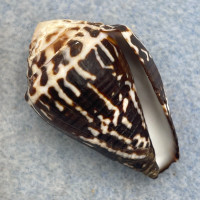 #1 Conus chaldaeus 33.1mm F++ In Drag Net, SW Of Taiwan