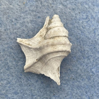 Aporrhais uttingeriana 23mm FOSSIL Pliocene, Piacenza, Italy