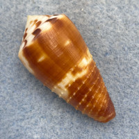 #2 Conus striatellus 34.7mm F+ (Rough Lip) Sulu Sea, Philippines