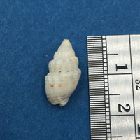 #6 Vexillum Pacificum 16mm Addington, Durban, S Africa Dredged Off Bluff 30'