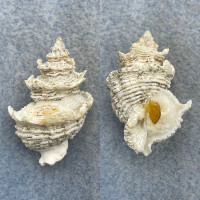 Babelomurex cariniferus 32.6mm F+ W/O Trawled 70m, Granada, Spain