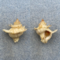 Babelomurex cariniferoides 21.7mm F+ W/O Trawled, Deep Water, Shikama, Japan