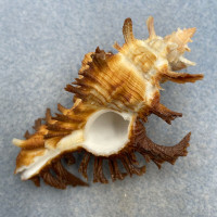 #1 Chicoreus banksii 64.2mm F+/++ Tangle Net, 100fms Mactan Is. Philippines