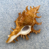 #5 Chicoreus axicornis kawamurai 40.4mm F+ No Data