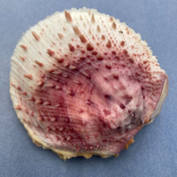 #1 Spondylus varius 120.8mm F+/++ Cebu, Philippines