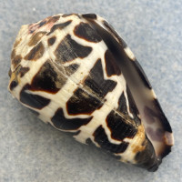 #6 Conus ebraeus 44.1mm F+ (Lip Chip) Papua New Guinea, Dredged 18fm