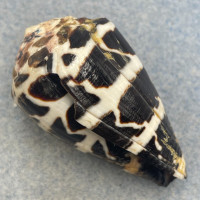 #6 Conus ebraeus 44.1mm F+ (Lip Chip) Papua New Guinea, Dredged 18fm