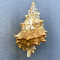 Tutufa boholica 114.1mm F+ Bohol, Philippines