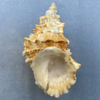 Tutufa boholica 114.1mm F+ Bohol, Philippines