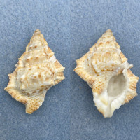 #10 Bursa (Bufonaria) nobilis 41.5mm F+ Bohol Is. Philippines 8-10' In Rubble