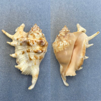 #16 Lambis lambis 85.2mm F+ No Data