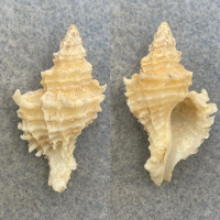 #10 Lataxiena fimbriata 35.9mm F+ Philippines Muricidae