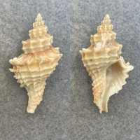 #9 Lataxiena fimbriata 34.2mm F+ Philippines Muricidae