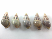 #6 Amphidromus Everetti 5 Pc Lot Landsnail Specimen Shell Philippine 40.4-44.5mm