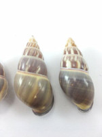 #6 Amphidromus Everetti 5 Pc Lot Landsnail Specimen Shell Philippine 40.4-44.5mm