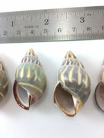 #6 Amphidromus Everetti 5 Pc Lot Landsnail Specimen Shell Philippine 40.4-44.5mm