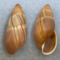 Thaumastus achilles 60.6mm F++ Rio De Janerio, Brazil, Woods After Rain