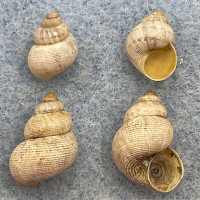 #2 Pomatias elegans 10-14mm F+ One W/O Merignac, France, In Bush