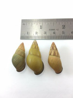 #25 Amphidromus Noriokowasoe Lot Of 3 Land Tree Snail Shell Vietnam 29.8-34.2mm