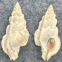 #2 Aspella anceps 11.4mm F++ W/O Intertidal Under Rocks, Broome W. Australia