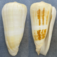 Conus raphanus 97.1mm F+ Cebu, Philippines