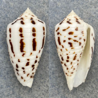 Conus blanfordianus 29.6mm F+ (Lip Chip) Philippines