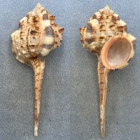 #2 Haustellum haustellum 109.8mm F+ No Data