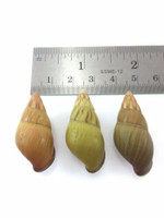 #35 Amphidromus Noriokowasoe Lot Of 3 Land Tree Snail Shell Vietnam 32.3-34.2mm
