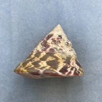 #2 Trochus niloticus 77.2mm F+ Trawled, Bohol, Philippines