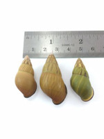 #37 Amphidromus Noriokowasoe Lot Of 3 Land Tree Snail Shell Vietnam 32-39.2mm
