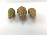 #37 Amphidromus Noriokowasoe Lot Of 3 Land Tree Snail Shell Vietnam 32-39.2mm