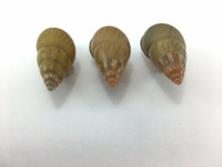 #39 Amphidromus Noriokowasoe Lot Of 3 Land Tree Snail Shell Vietnam 33.2-34.5mm