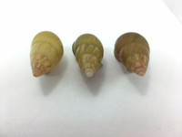 #40 Amphidromus Noriokowasoe Lot Of 3 Land Tree Snail Shell Vietnam 34.6-35.4mm