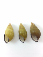 #40 Amphidromus Noriokowasoe Lot Of 3 Land Tree Snail Shell Vietnam 34.6-35.4mm