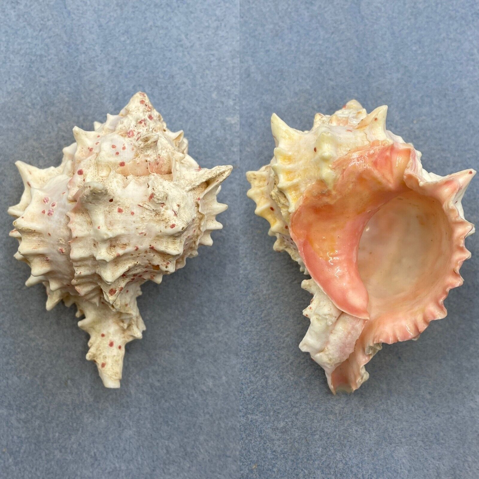 Baja Shell #2 Phyllonotus erythrostomus 94.6mm F+ Conception Bay, Baja California ...