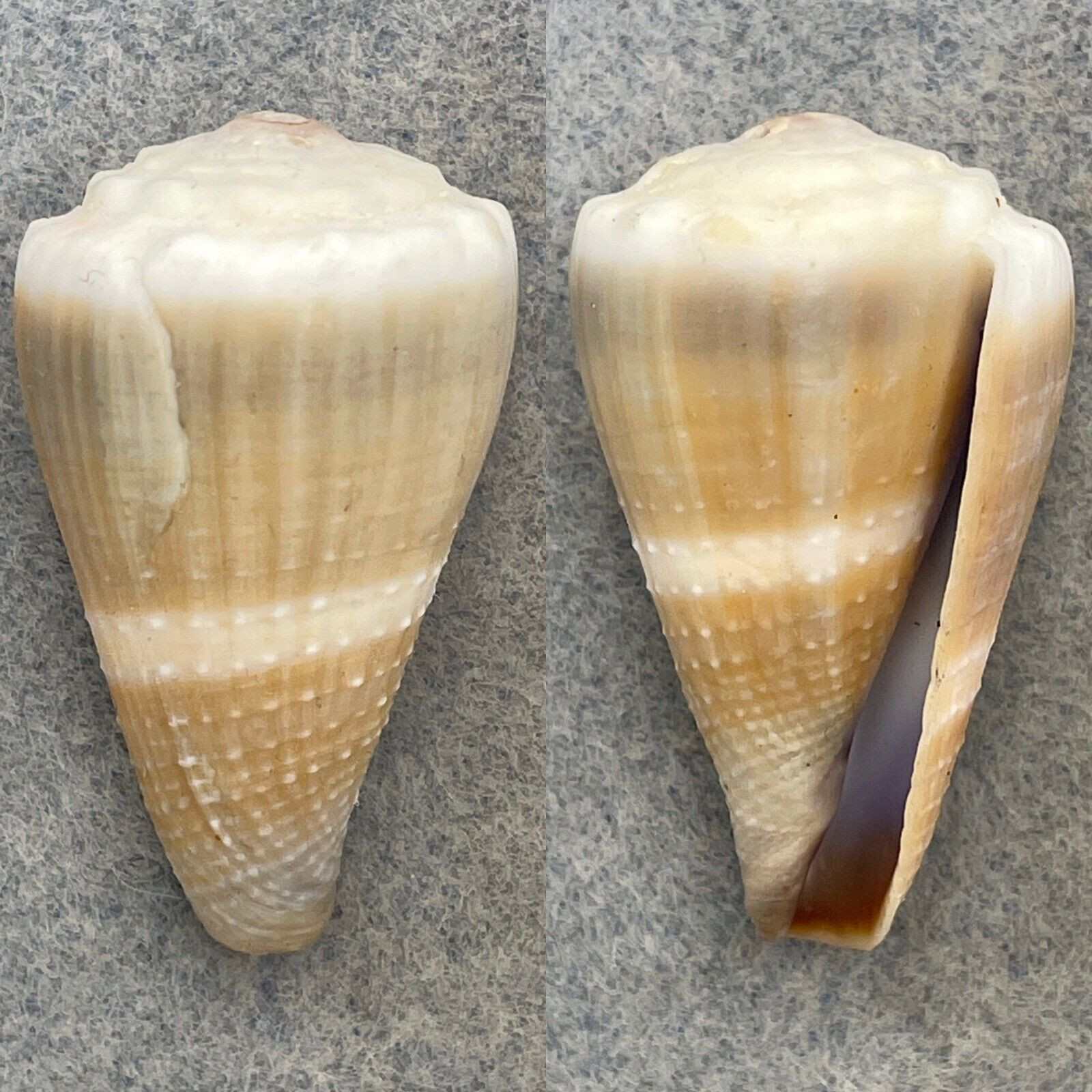 #5 Conus lividus 37.2mm F+ Hawaii, By Diver - Cerulean Specimen Shells