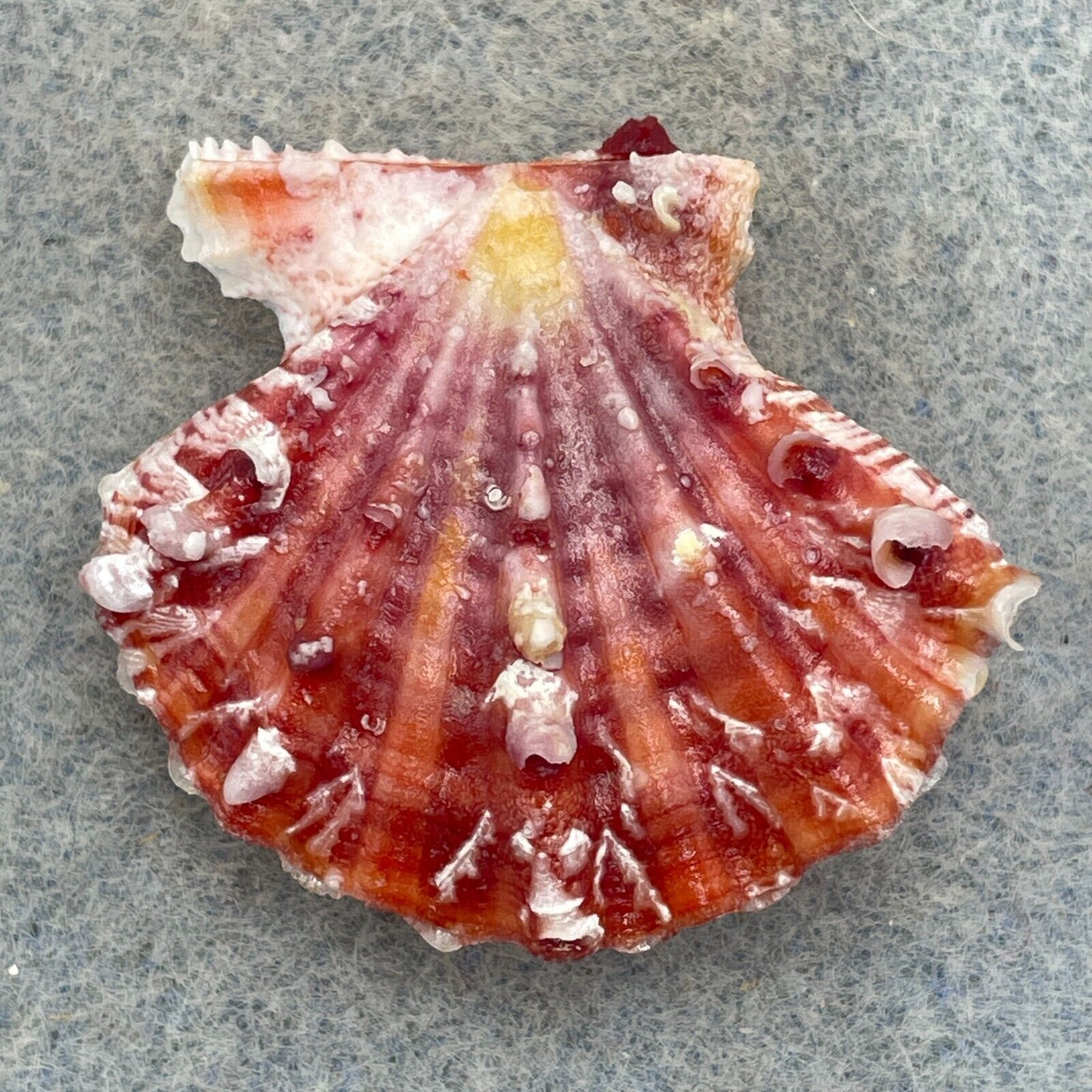 Mirificus Shell #6 Mirapecten mirificus 33.7mm F++ Philippines - Cerulean Specimen Shells