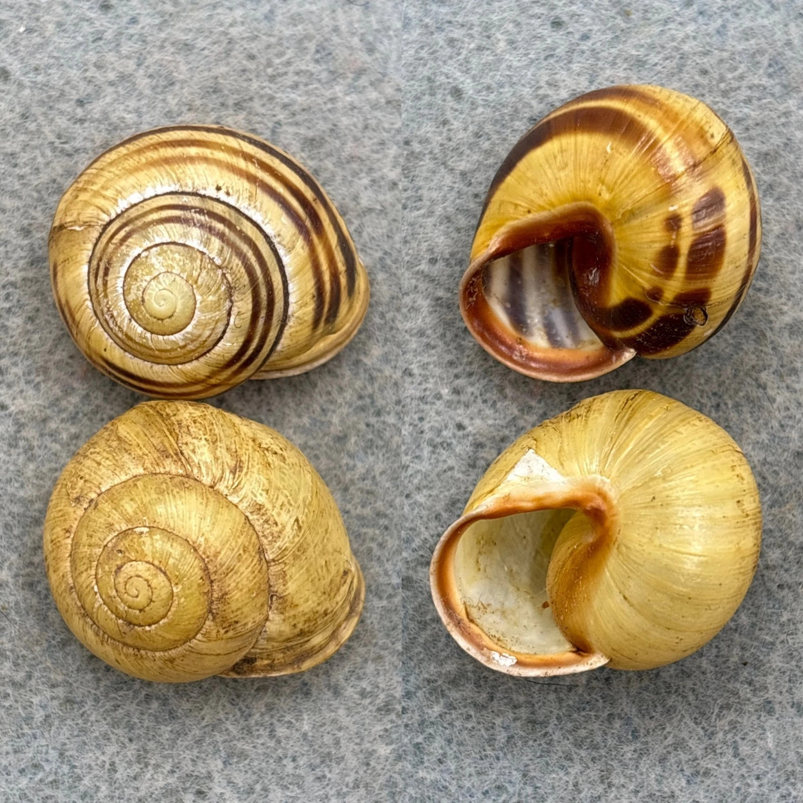 #3 Cepaea nemoralis libellula Lot 23.3-23.6mm F+ Lexington, Virginia ...