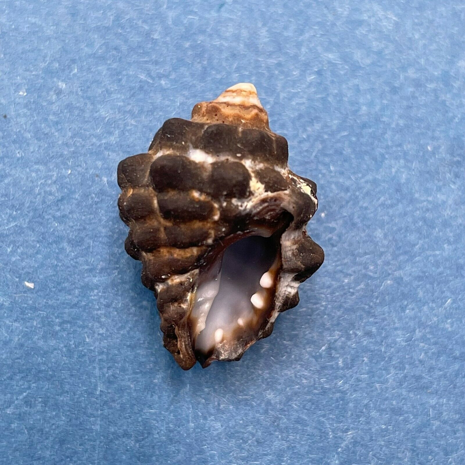 #7 Morula (Tenguella) granulata 19mm Batangas, Philippines, Intertidal ...