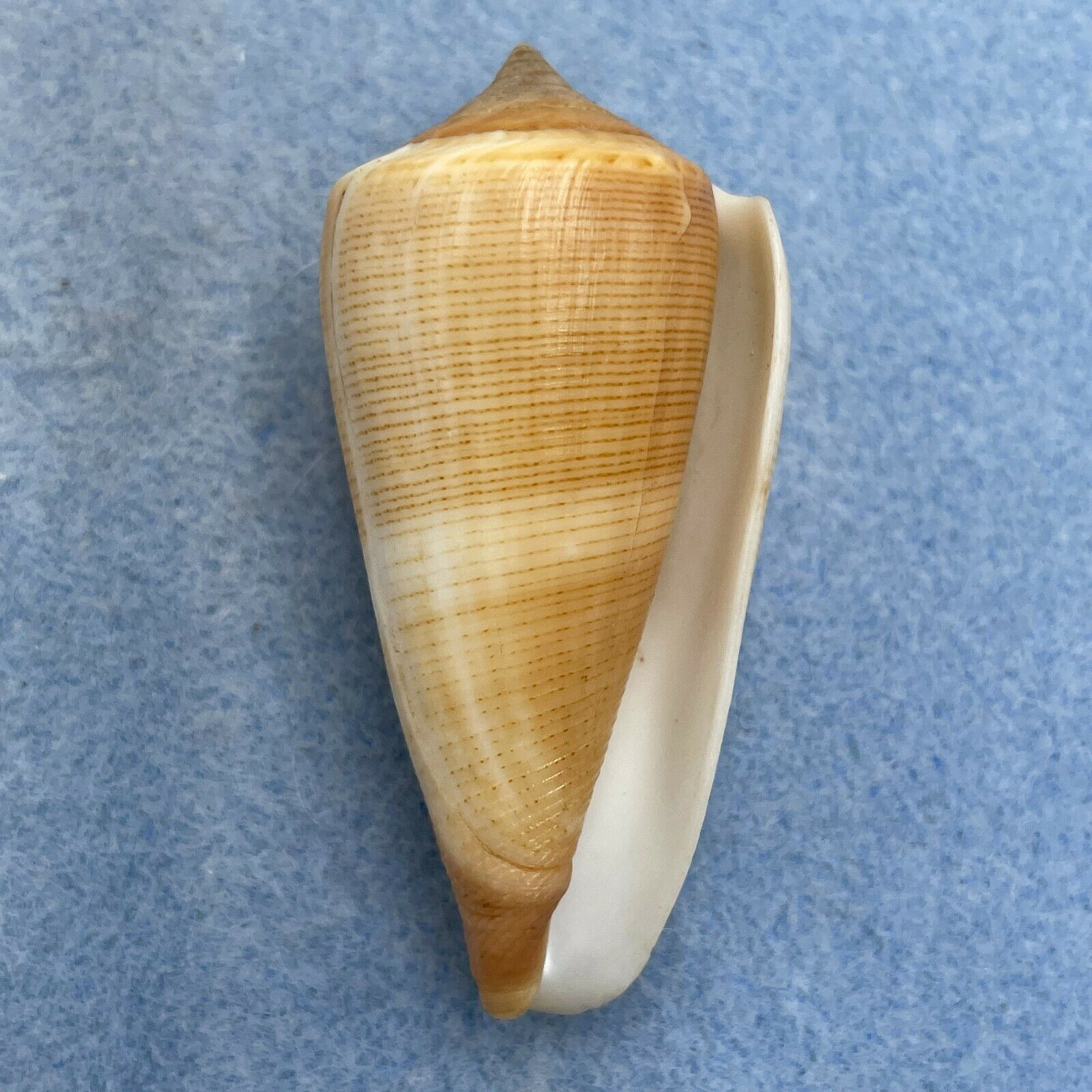 #8 Conus furvus 54.5mm F+ Bantayan Island, Cebu, Philippines - Cerulean ...