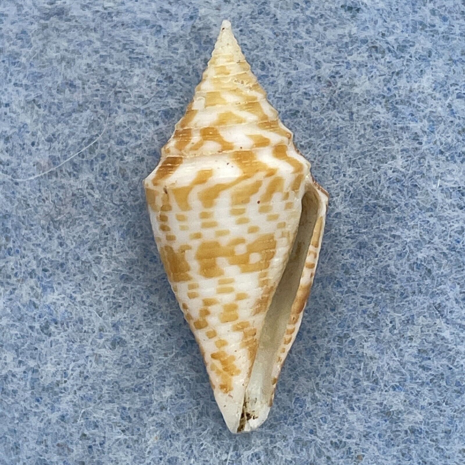 #2 Conus rizali 26.8mm F+ Philippines - Cerulean Specimen Shells