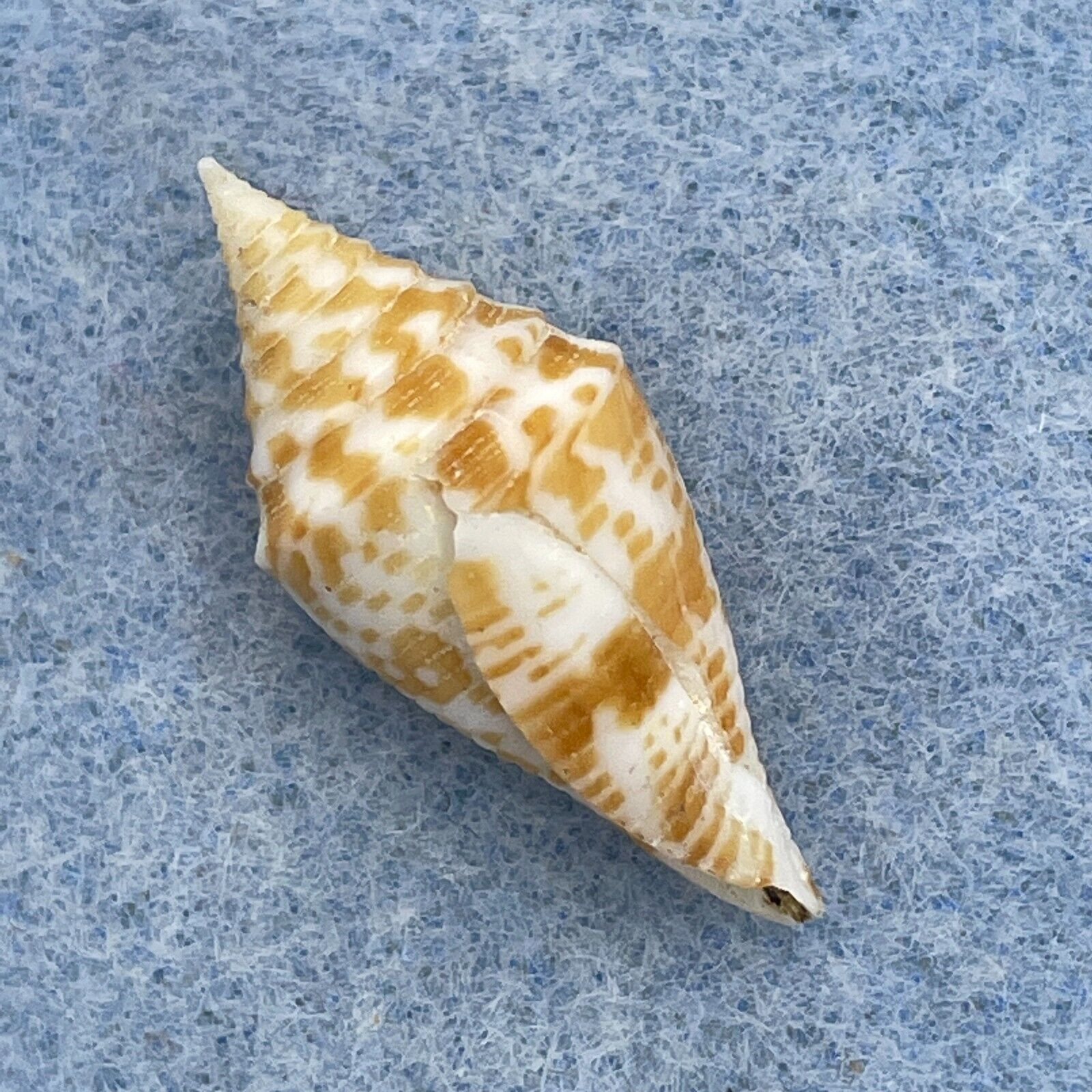 #2 Conus rizali 26.8mm F+ Philippines - Cerulean Specimen Shells