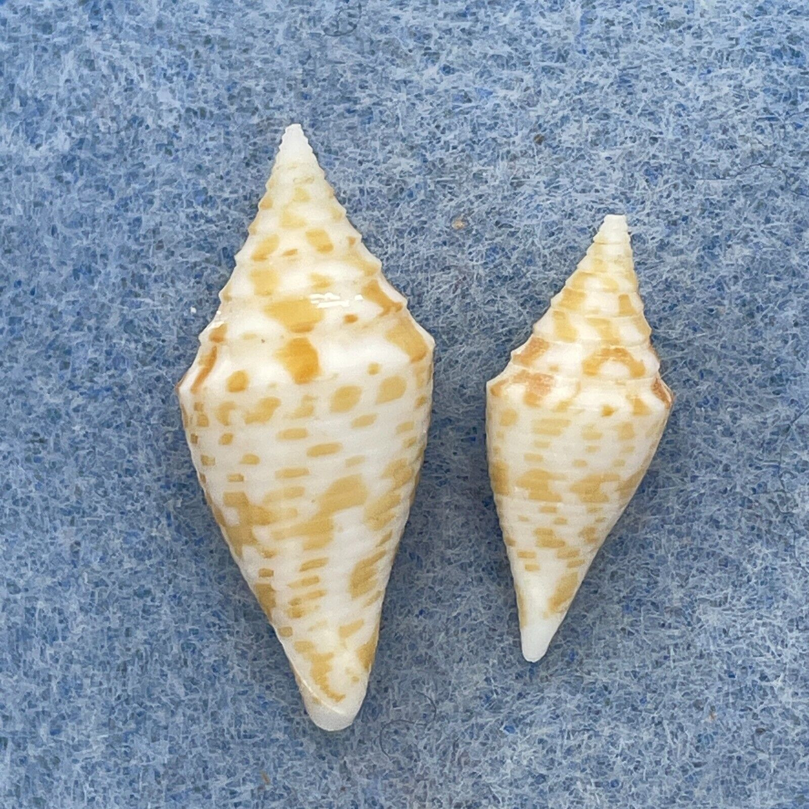 #17 Conus rizali 19.4-25.4mm F Philippines - Cerulean Specimen Shells