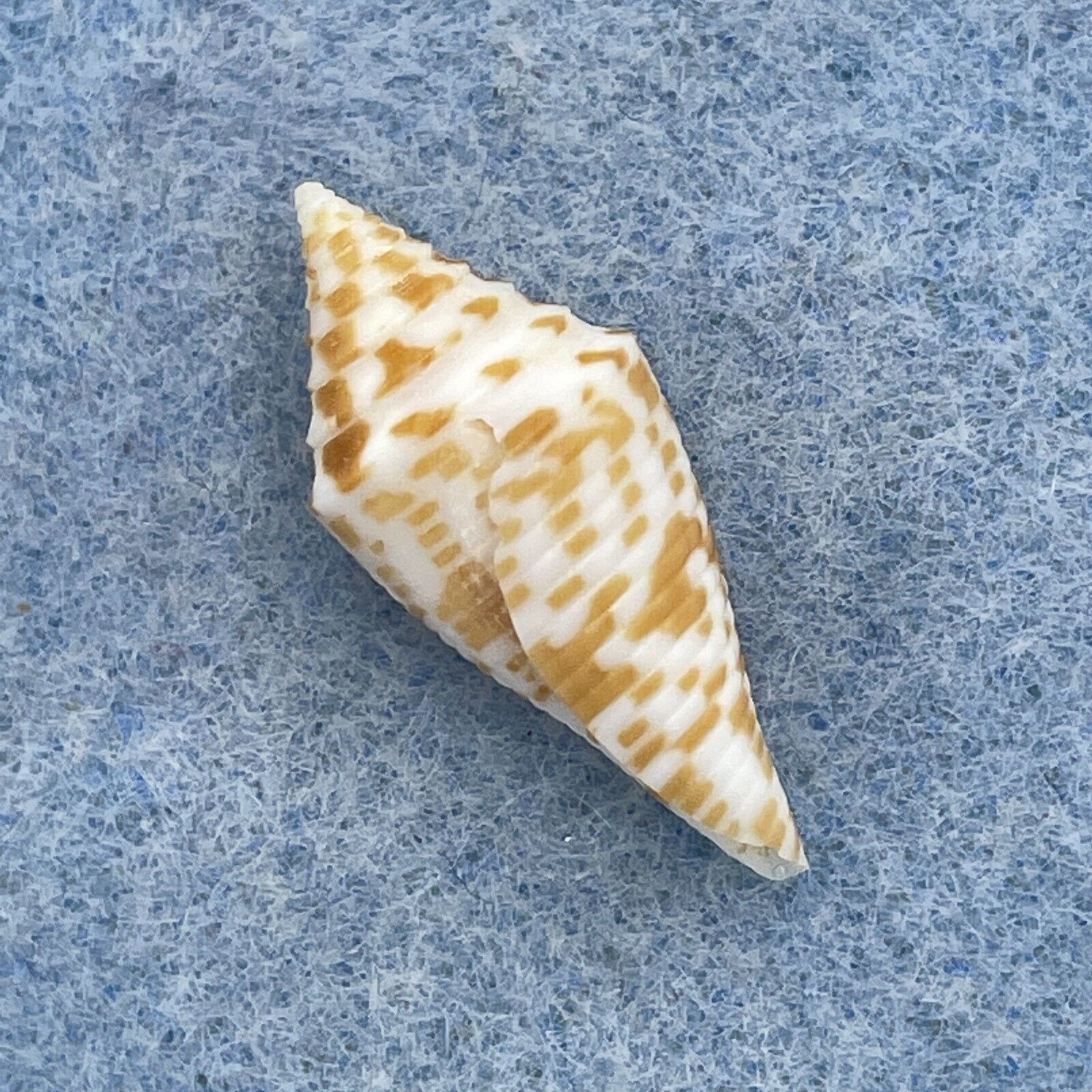 #5 Conus rizali 23.4mm F+ Philippines - Cerulean Specimen Shells