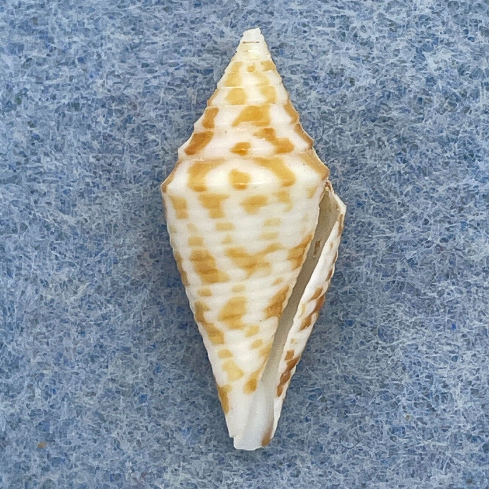 #10 Conus rizali 22.6mm F+ Philippines - Cerulean Specimen Shells