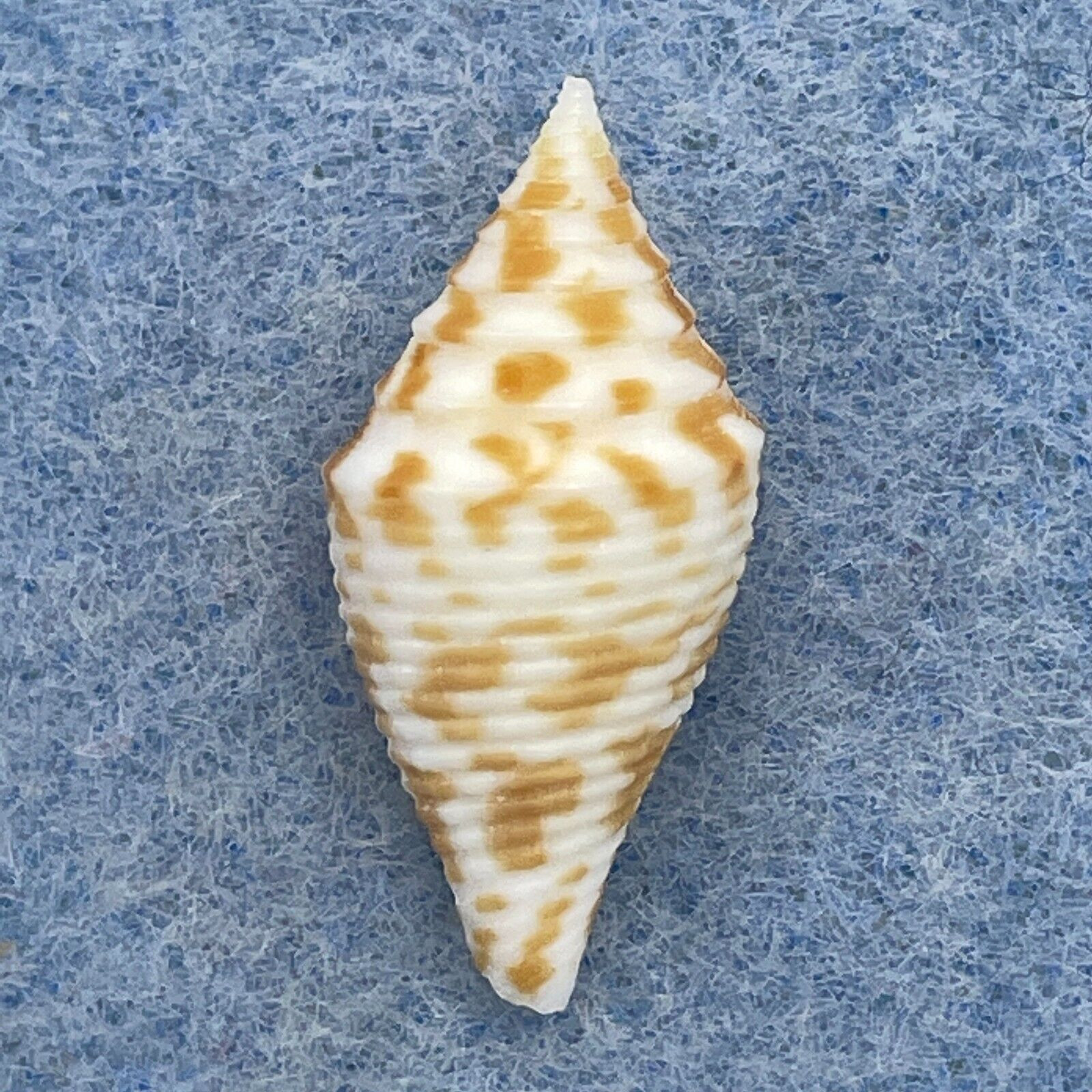 #8 Conus rizali 22.5mm F+ Philippines - Cerulean Specimen Shells