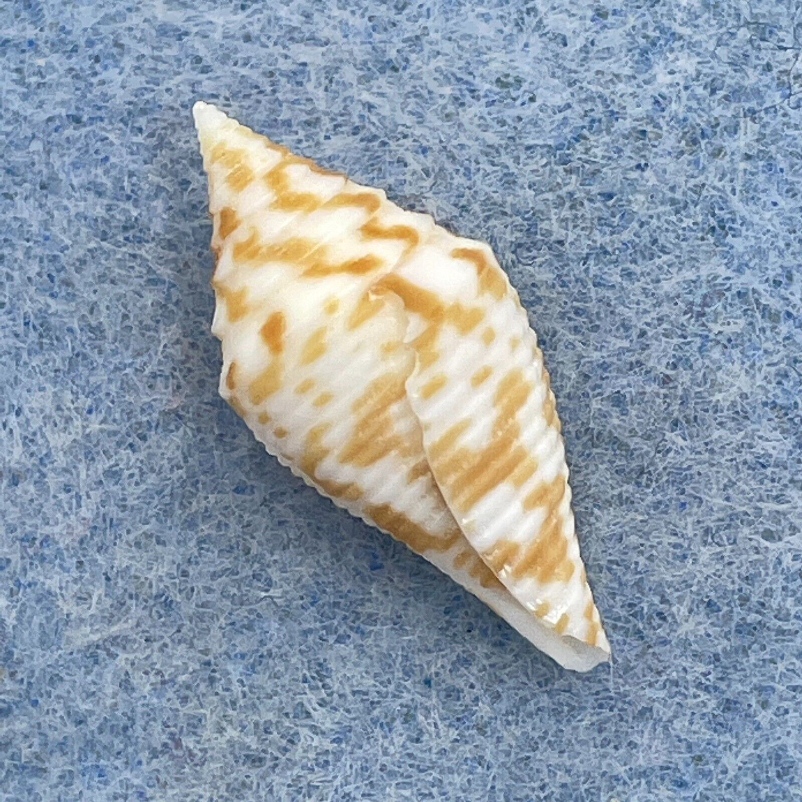 #8 Conus rizali 22.5mm F+ Philippines - Cerulean Specimen Shells